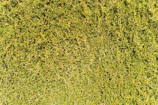 Gräs texturerat bakgrund — Stockfoto