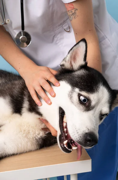 Veterinary Doctor Vet Clinic Siberian Husky Dog — Stock Photo, Image