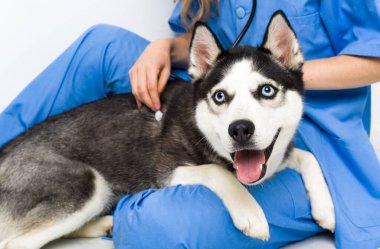 Sibirya Husky köpeğiyle veteriner kliniğinde veteriner.