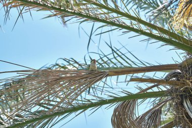 Monk muhabbet kuşu, Terramaini Park'ta vahşi tropikal papağan, Cagliari, Sardunya, İtalya