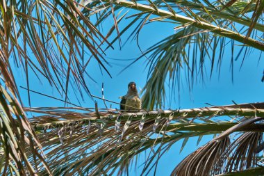Bir Phoenix Canariensis palmiye ağacı üzerinde Monk Muhabbet Kuşu