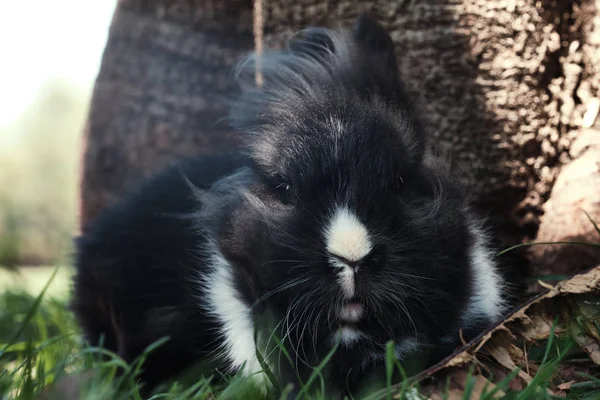 Coelho Lionhead Preto Branco Descansar Grama — Fotografia de Stock