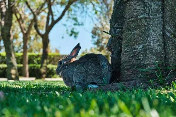 Gövdenin Yanındaki Çimenlerin Üzerinde Büyük Tavşan — Stok fotoğraf