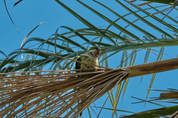 Monk Parakeet on a Phoenix Canariensis palm tree
