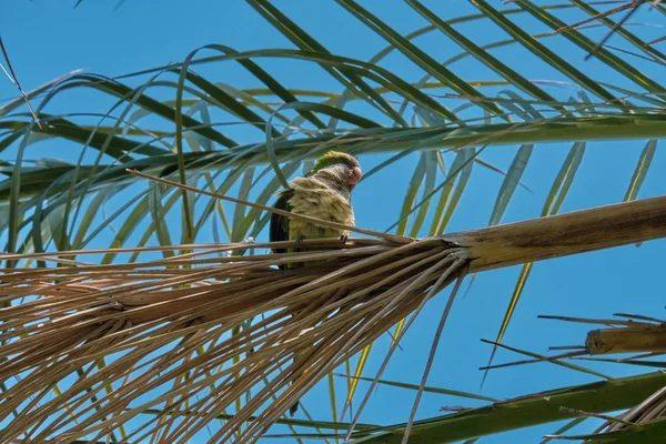 Bir Phoenix Canariensis palmiye ağacı üzerinde Monk Muhabbet Kuşu