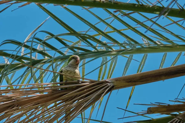 Bir Phoenix Canariensis palmiye ağacı üzerinde Monk Muhabbet Kuşu