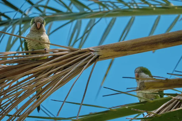 Monk Parakeet on a Phoenix Canariensis palm tree