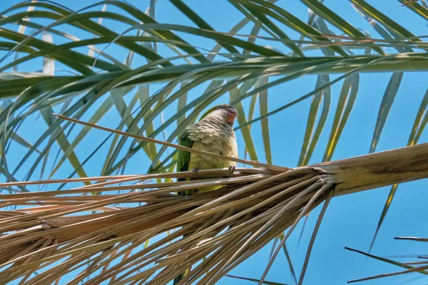 Monk Parakeet on a Phoenix Canariensis palm tree