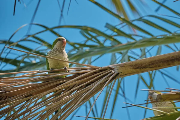 Bir Phoenix Canariensis palmiye ağacı üzerinde Monk Muhabbet Kuşu