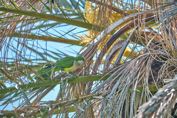 Monk Parakeet on a Phoenix Canariensis palm tree
