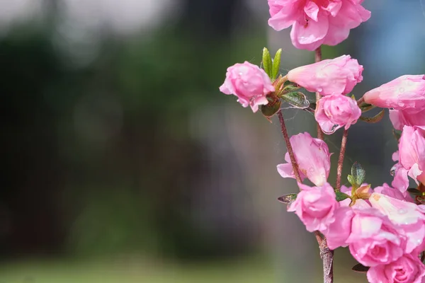 Pembe Azalea çiçekleri yakın