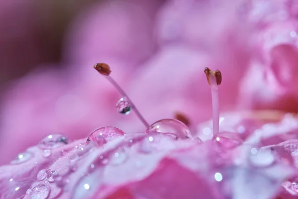 Blüten der rosa Azalee aus nächster Nähe — Stockfoto