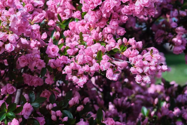 Pembe Azalea çiçekleri yakın