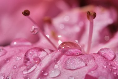 Pembe Azalea çiçekleri yakın