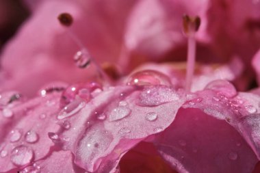 Pembe Azalea çiçekleri yakın