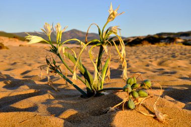 Pancratium Maritimum, Dune di Piscinas 'da kum zambağı, Sardunya, İtalya