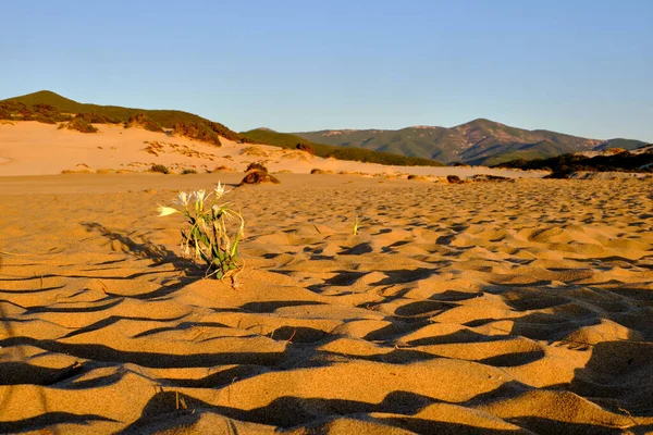 Pancratium Maritimum, lirio de arena en Dune di Piscinas, Cerdeña, Italia —  Fotos de Stock