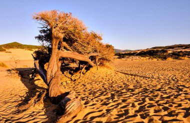 Dune di Piscinas 'da Juniperus, Sardunya Çölü, Arbus, İtalya