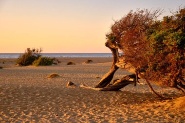 Dune di Piscinas 'da Juniperus, Sardunya Çölü, Arbus, İtalya