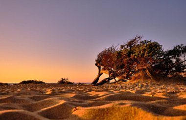Dune di Piscinas 'da Juniperus, Sardunya Çölü, Arbus, İtalya