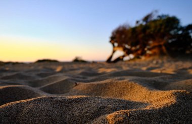 Dune di Piscinas 'da Juniperus, Sardunya Çölü, Arbus, İtalya