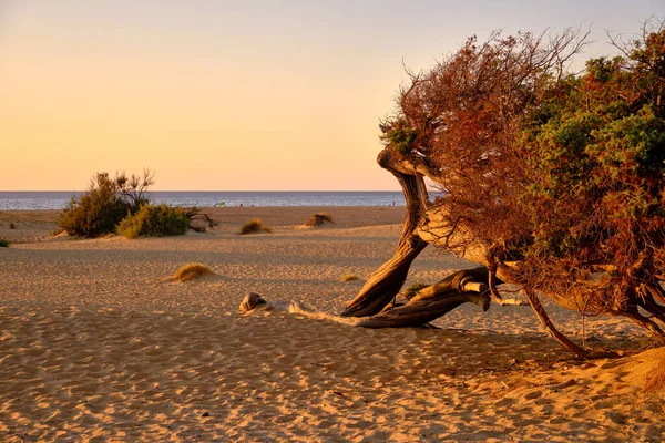 Juniperus in Dune di Piscinas, Desierto de Cerdeña, Arbus, Italia —  Fotos de Stock