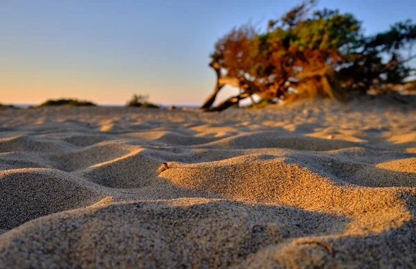 Dune di Piscinas 'da Juniperus, Sardunya Çölü, Arbus, İtalya