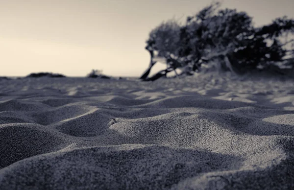 Dune di Piscinas 'da Juniperus, Sardunya Çölü, Arbus, İtalya — Stok fotoğraf
