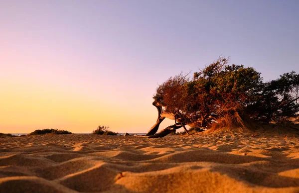 Juniperus in Dune di Piscinas, Desierto de Cerdeña, Arbus, Italia —  Fotos de Stock