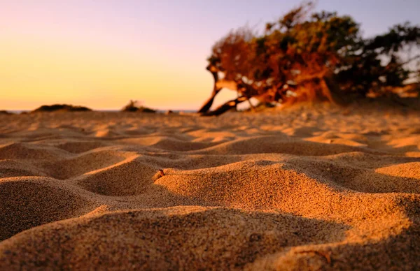 Dune di Piscinas 'da Juniperus, Sardunya Çölü, Arbus, İtalya