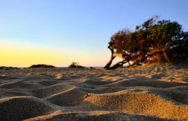 Juniperus in Dune di Piscinas, Desierto de Cerdeña, Arbus, Italia —  Fotos de Stock