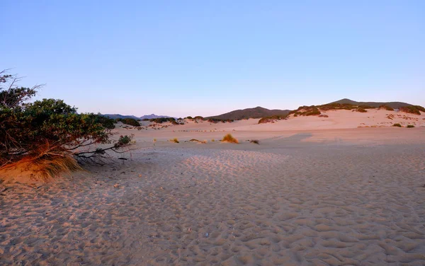 Junperus in Dune di Piscinas, Sardinian Desert, Arbus, Italy — ストック写真