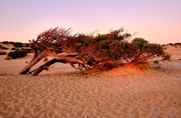 Dune di Piscinas 'da Juniperus, Sardunya Çölü, Arbus, İtalya
