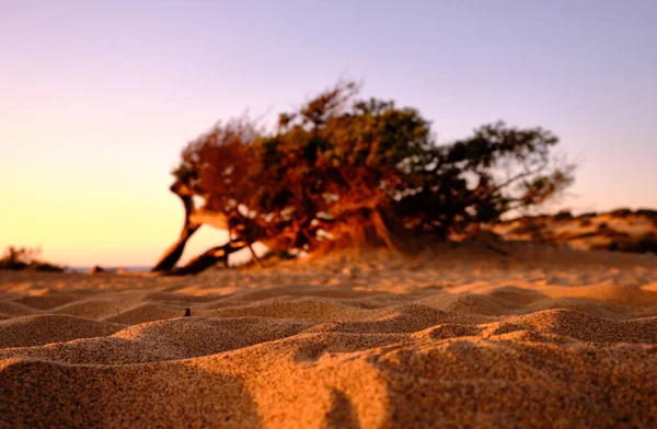 Dune di Piscinas 'da Juniperus, Sardunya Çölü, Arbus, İtalya