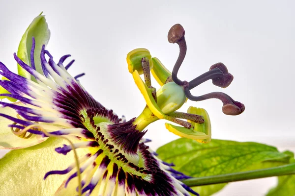 Photographie rapprochée de Passiflora Caerulea flower — Photo