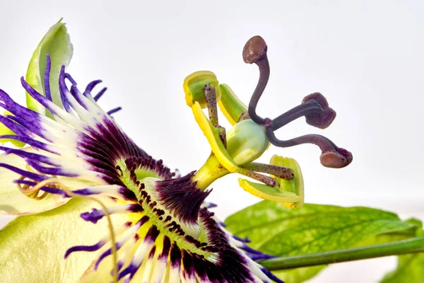 Photographie rapprochée de Passiflora Caerulea flower — Photo