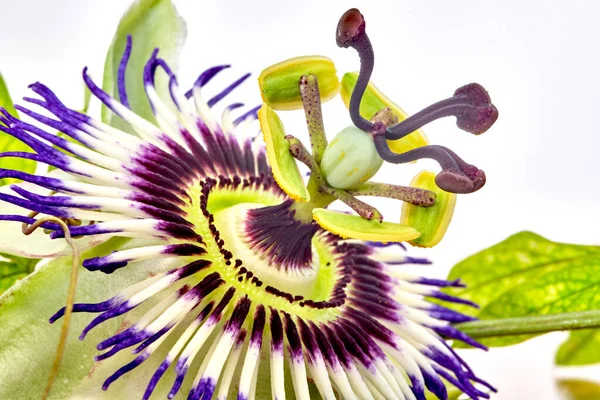 Photographie rapprochée de Passiflora Caerulea flower — Photo