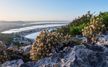 Sella del Diavolo uçurumunda Thymbra Capitata, Cagliari, Sardinya, İtalya