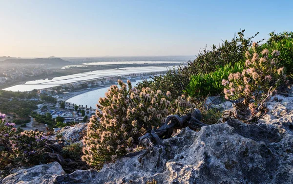 Thymbra Capitata Klippan Sella Del Diavolo Cagliari Sardinien Italien Stockbild