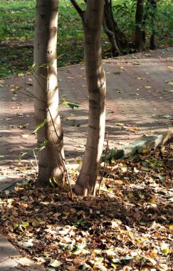 Bu sonbahar güneş, ışık