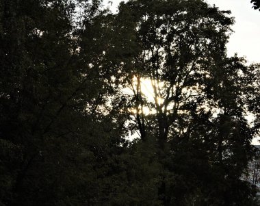 Bu sonbahar güneş, ışık