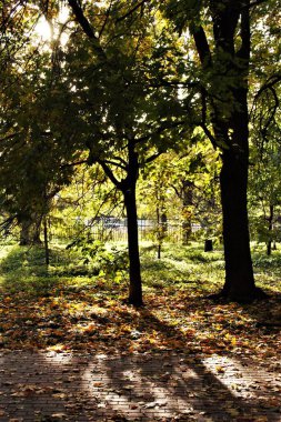 Bu sonbahar güneş, ışık
