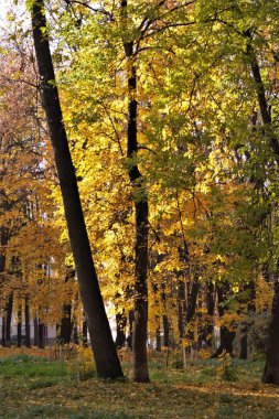 Bu sonbahar güneş, ışık