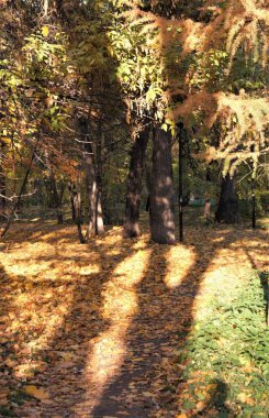 Bu sonbahar güneş, ışık
