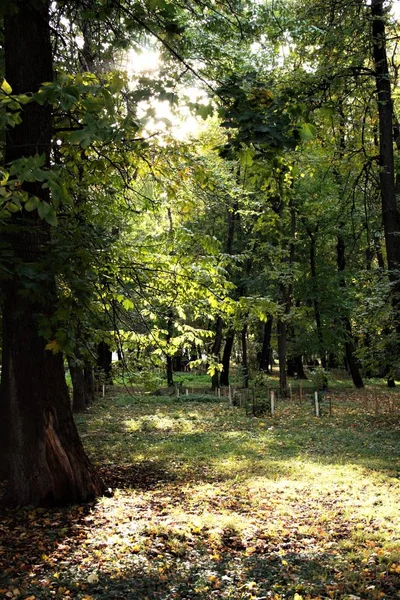 Diese Herbstsonne Licht — Stockfoto