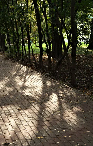 Bu sonbahar güneş, ışık