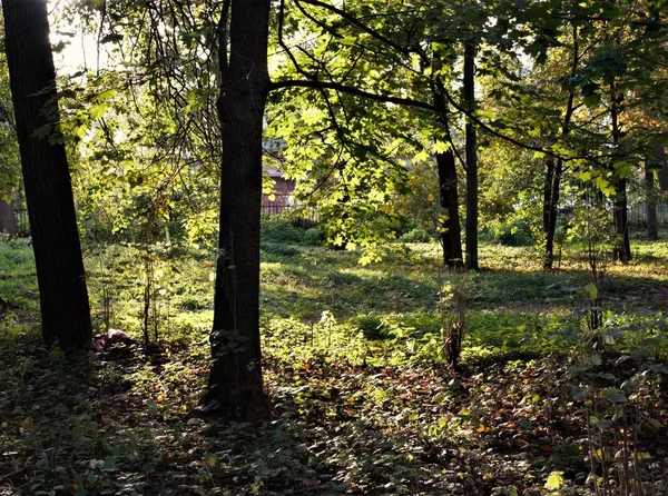 Diese Herbstsonne Licht — Stockfoto