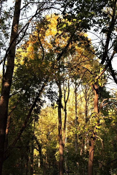 Diese Herbstsonne Licht — Stockfoto