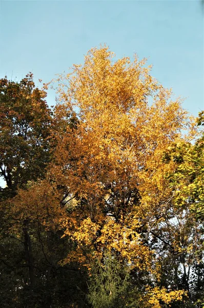 Bu sonbahar güneş, ışık