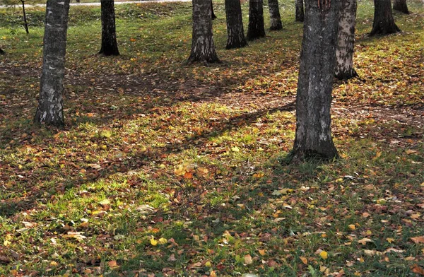 Diese Herbstsonne Licht — Stockfoto